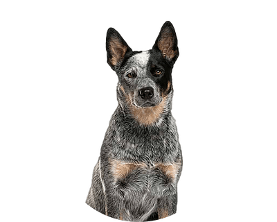 Australian tail cattle dog rond