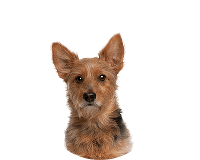 Australian terrier rond