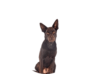 Australian kelpie pup rond