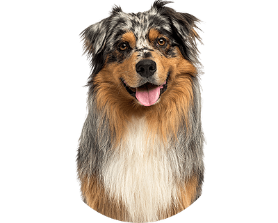 Australian shepherd rond