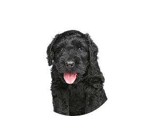 Boefdoodle pup rond