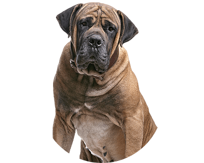 Boerboel rond