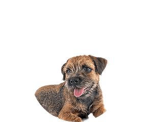 Border terrier pup rond