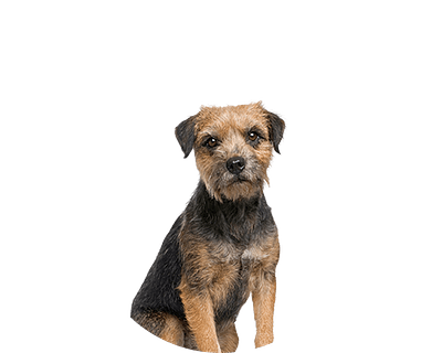 Border terrier rond