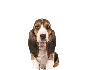 Basset artesien normand pup rond
