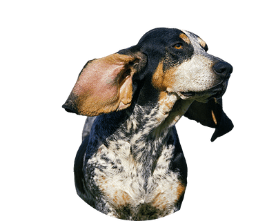 Basset bleu de gascogne rond