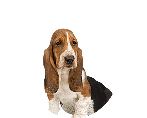 Basset pup rond