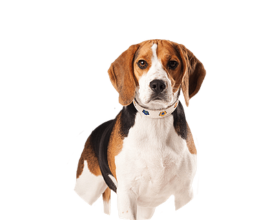 Beagle rond