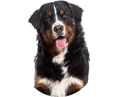 Berner Sennen pups te koop