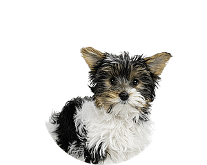 Biewerterrier pup rond