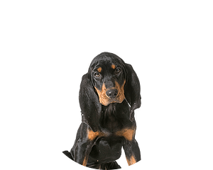 Black and tan coonhound pup rond