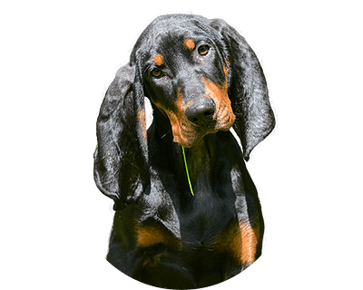 Black and tan coonhound rond