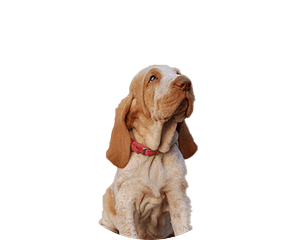 Bracco italiano pup rond