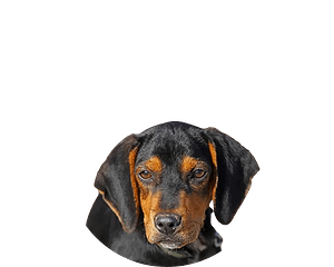 Brandlbracke pup rond