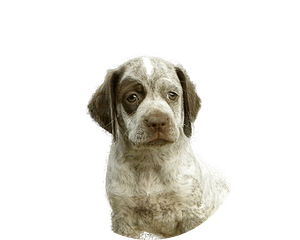 Braque du bourbonnais pup rond