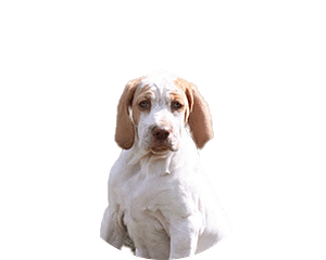 Braque dariege pup rond