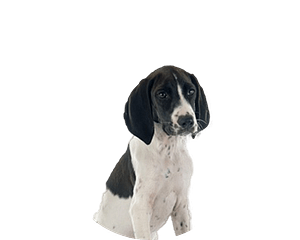 Braque dauvergne pup rond