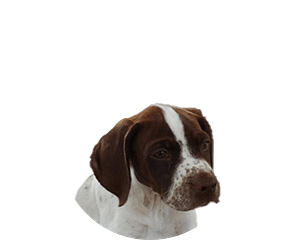 Braque français type gascogne pup rond
