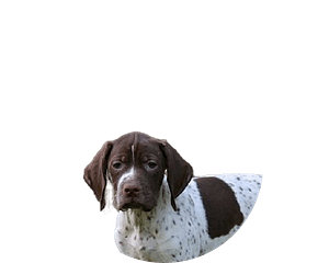 Braque français type pyrénées pup rond