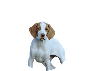 Braque saint germain pup rond