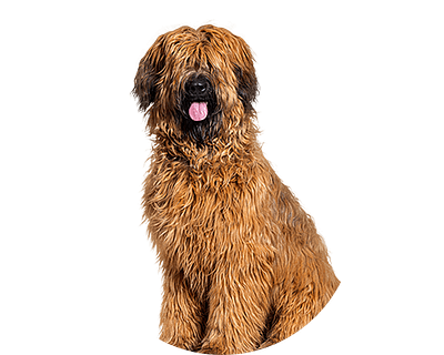 Briard rond