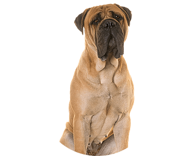 Bullmastiff rond