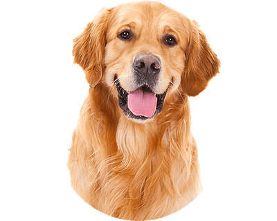 Golden Retriever Rond 1