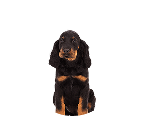 Gordon setter pup rond