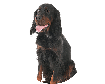 Gordon setter rond