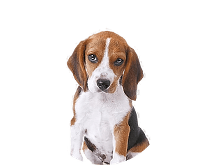 Grand anglo français tricolore pup rond