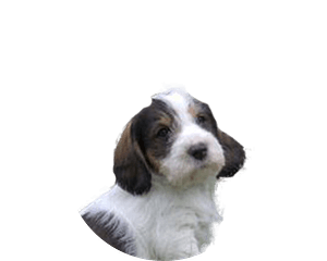 Grand basset griffon vendéen pup rond