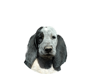 Grand gascon saintongeois pup rond