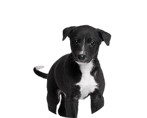 Greyhound pup rond