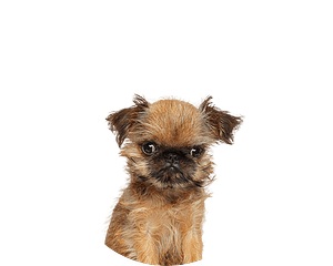 Griffon belge pup rond
