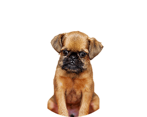 Griffon bruxellois pup rond