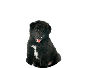 Groenendael pup rond