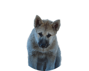 Groenlandhond pup rond