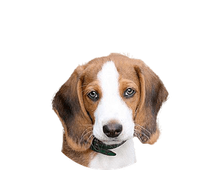 Duitse brak pup rond