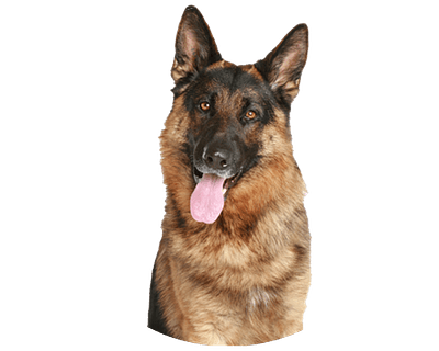 Duitse herder pups te koop
