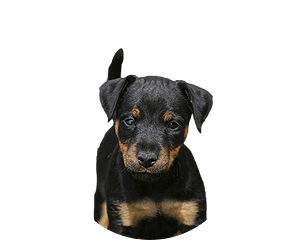 Duitse jachtterrier pup rond