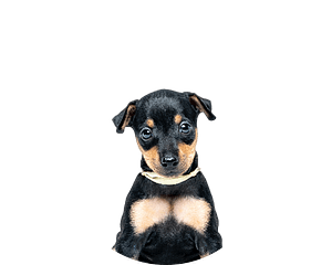 Engelse toy terrier pup rond