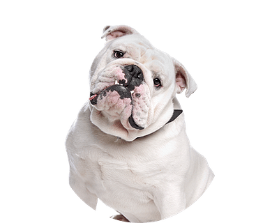 Engelse bulldog groot rond