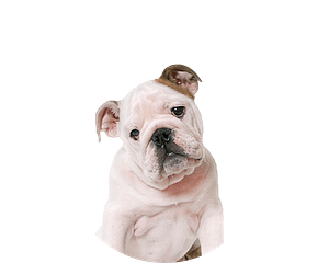 Engelse bulldog rond