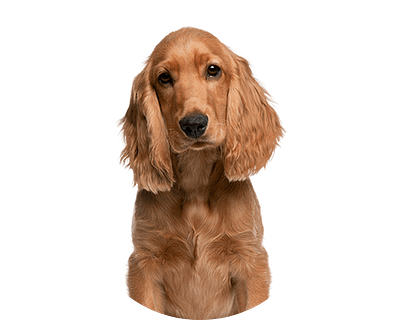 Engelse cocker spaniel rond