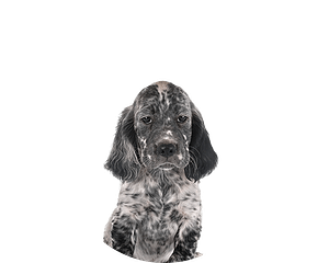 Engelse setter pup rond