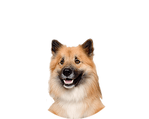 Eurasier pup rond