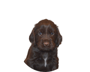 Field spaniel pup rond