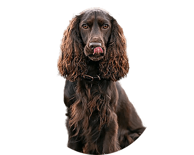 Field spaniel rond