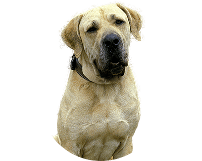 Fila brasileiro rond