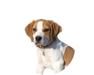 Francais blanc et orange pup rond